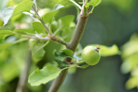 pomme 3 liste